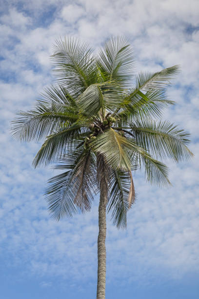 istock Coconut palm tree against the blue sky 926350704