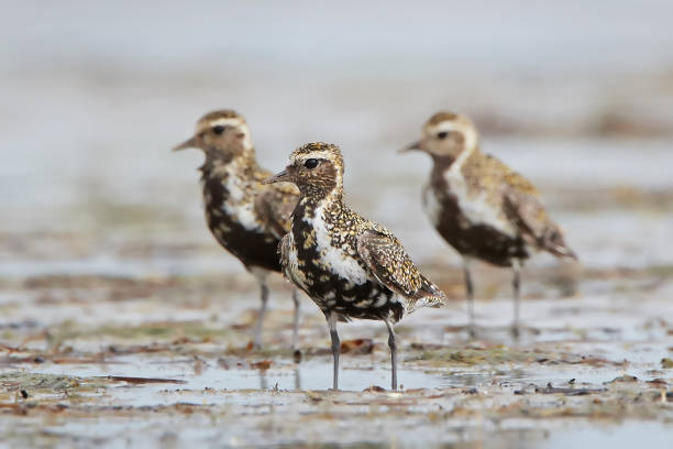 European golden plover (Pluvialis apricaria) European golden plovers in their natural habitat apricaria stock pictures, royalty-free photos & images
