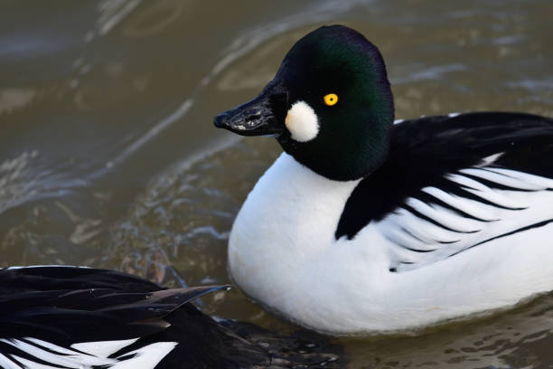 Goldeneye duck Side view of a goldeneye duck swimming in the water bucephala clangula uk stock pictures, royalty-free photos & images