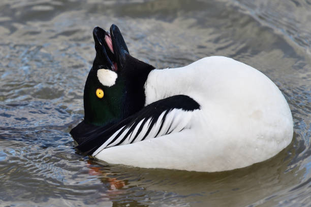 Goldeneye duck Portrait of a goldeneye duck with it's head tilted backwards bucephala clangula uk stock pictures, royalty-free photos & images