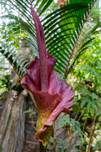 istock The plant Amorphophallus koniac 926361968
