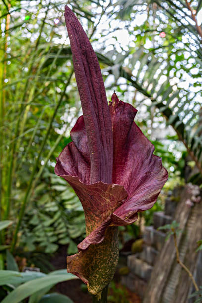 istock The plant Amorphophallus koniac 926361972