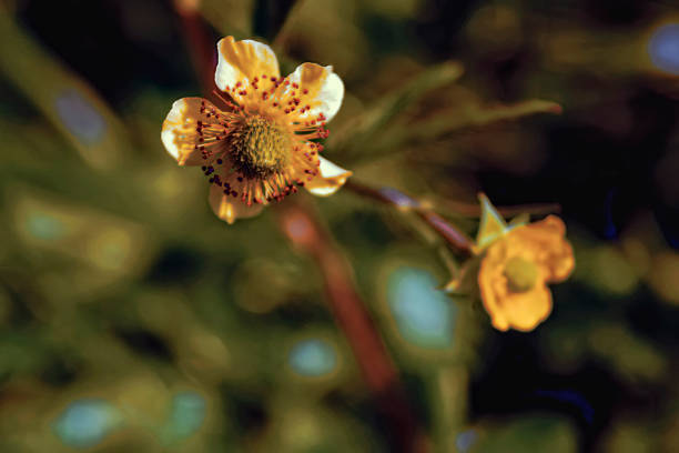 istock Yellow meadow flower on a blurred background 926365322