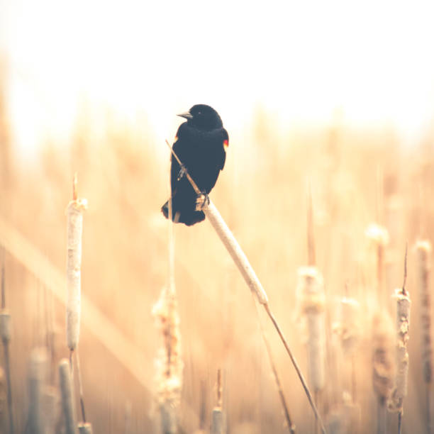 istock Red-Winged Blackbird Perched On A Dried Cattail Singing 926366178
