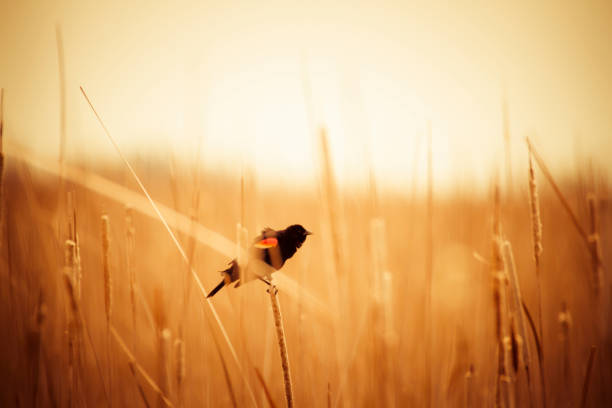 Red-Winged Blackbird Perched On A Dried Cattail Singing