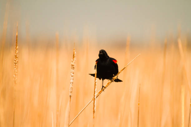 istock Red-Winged Blackbird Perched On A Dried Cattail Singing 926366248