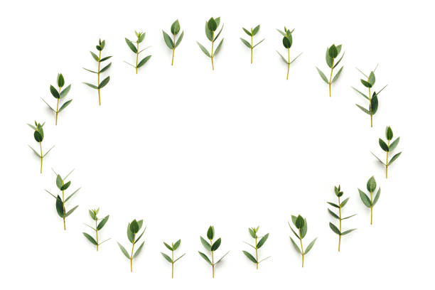 istock Frame With Soft Green Leaves On White Background 926369114