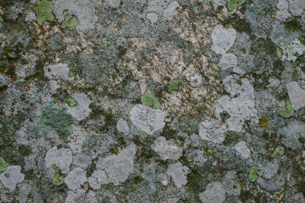 texture et fond naturel de lichens et de mousses. vieux mur gris recouverts de lichens et de mousses. textures organiques et fonds pour la conception. gros plan de la texture de surface de lichen. - mountain nature abstract forest swamp photos et images de collection