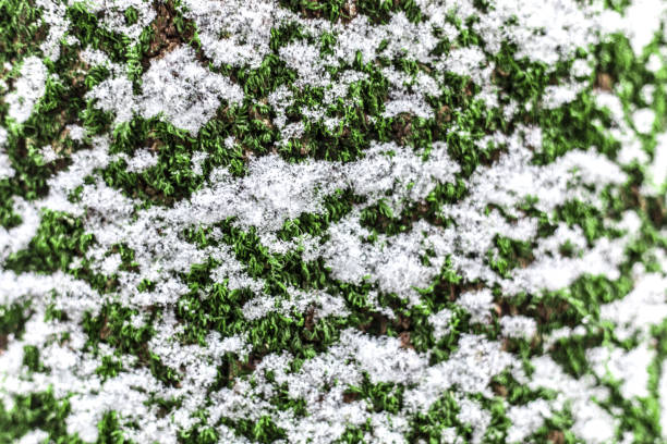 Close-up of Snow Covering Moss.