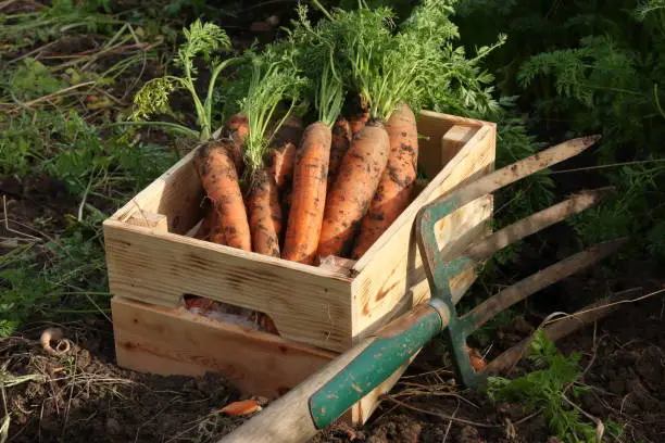 freshly harvested carrots in box with shovel next to it