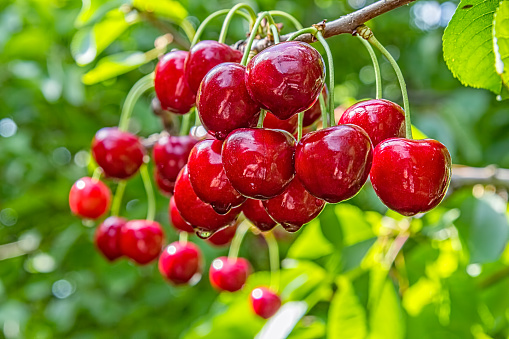 Ripe berries of a sweet cherry on a branch, close-up