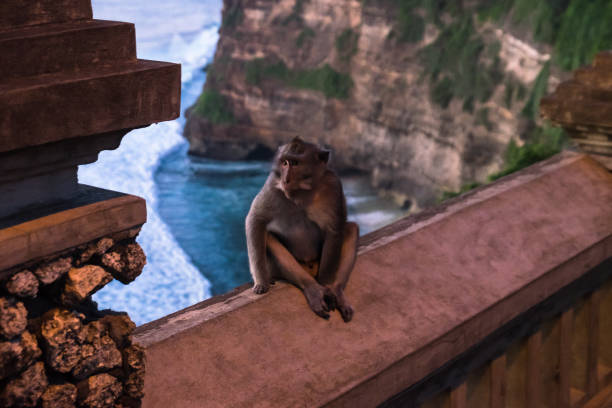 istock Monkey at Uluwatu temple - Bali Indonesia 926385662