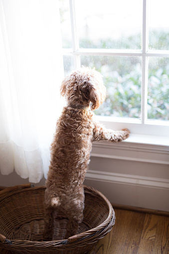 Cute puppy standing in basket looking out a window.