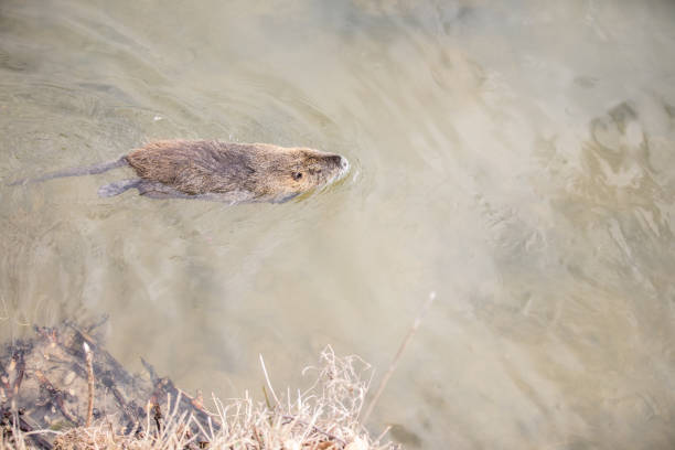 istock Coypu swimming in the river, orange teeth and long tail. 926393686