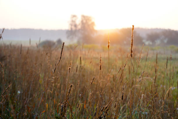 istock Beautiful spring sunrise in the field 926393732