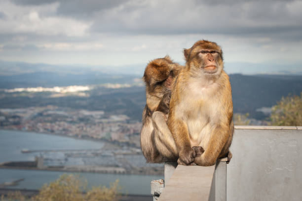 istock Monkey family is sitting on balcony at Gibraltar rock viewpoint 926395548