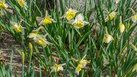 White Daffodils Jetfire closeup.