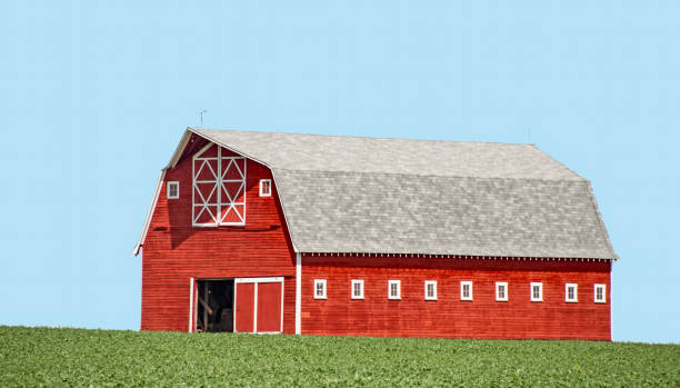 istock Red barn in a wheat field crop in July 926405214