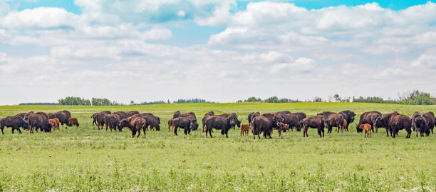 istock Bison farm with calves in mid summer 926405244