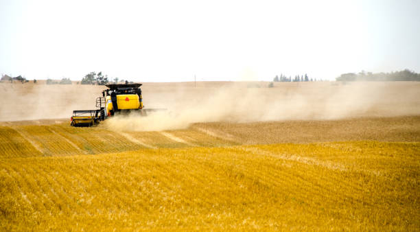 istock Harvest combine harvesting a wheat field in September 926407272