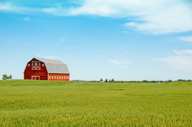 istock Red barn in a wheat field crop in July 926407300