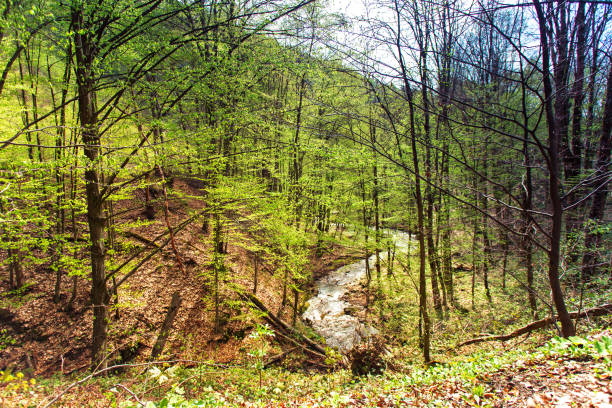 Spring forest landscape. Green April beech and hornbeam woodland background. Mountain creek in a green valley