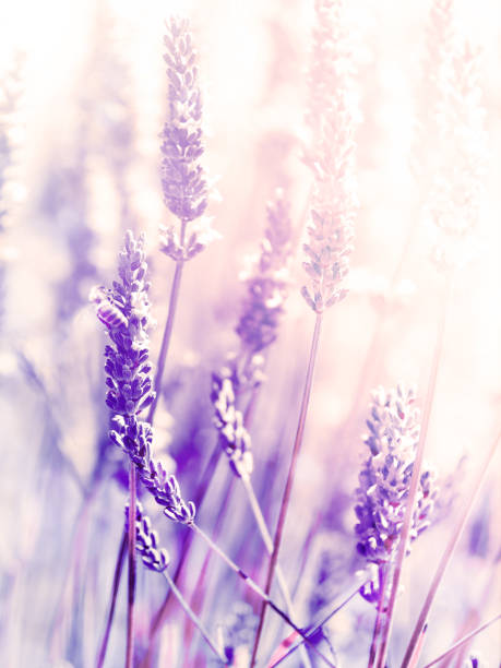 Lavender Flowers Plant - Blurred Nature Background