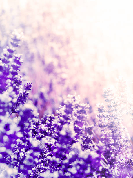 istock Lavender Flowers Plant - Blurred Nature Background 926421026