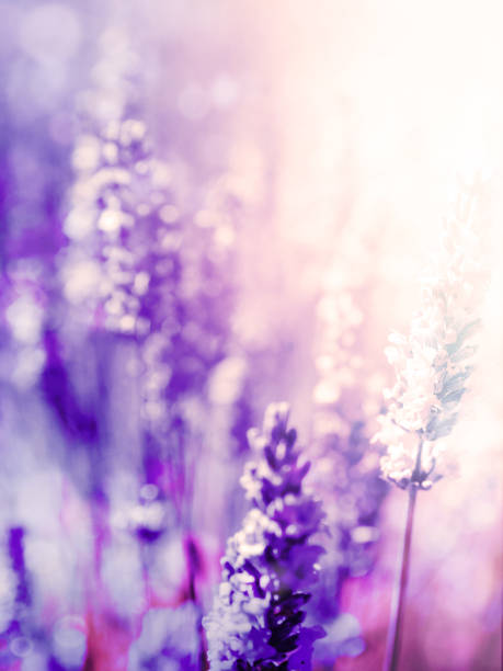 istock Lavender Flowers Plant - Blurred Nature Background 926421060