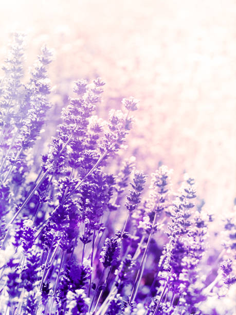 istock Lavender Flowers Plant - Blurred Nature Background 926421064