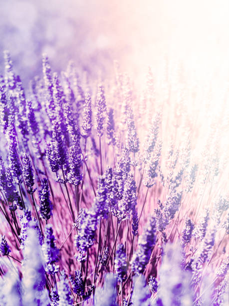 istock Lavender Flowers Plant - Blurred Nature Background 926421104