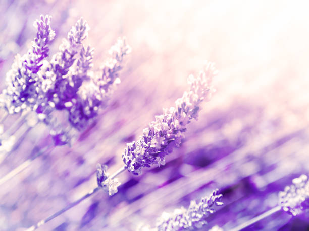 istock Lavender Flowers Plant - Blurred Nature Background 926421142