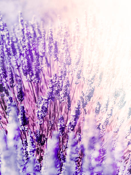 istock Lavender Flowers Plant - Blurred Nature Background 926421158