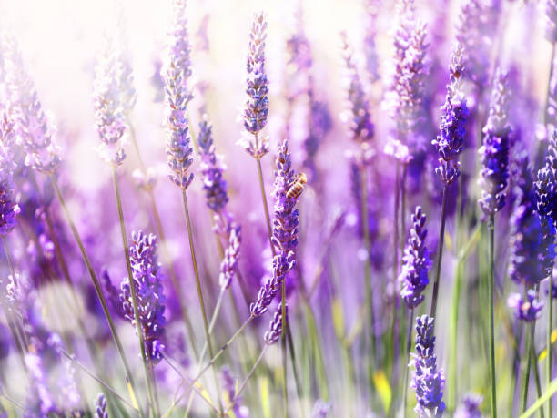 istock Lavender Flowers Plant - Blurred Nature Background 926422072