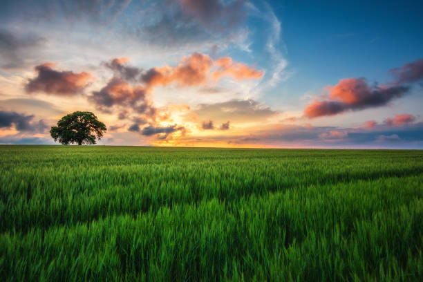istock Tree in the wheat field and sunset clouds in the sky. 926424620
