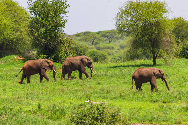 istock Elephants. Tarangire National Park, Tanzania. 926427520