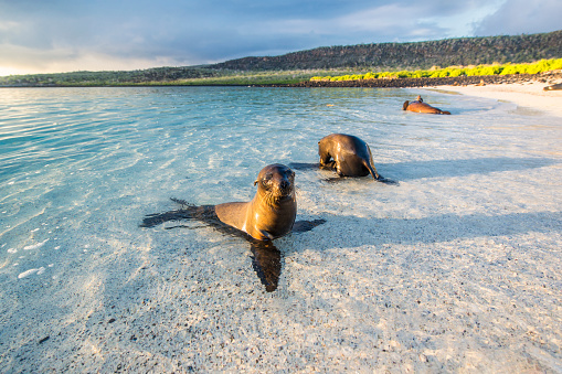 A pair of Galapagos sea lions (Zalophus wollebaeki) is sunbathing in the first sunlight at the beach of Sante Fe island, Galapagos Islands in the Pacific Ocean. This species of sea lion is endemic at the Galapagos islands; Wildlife shot.