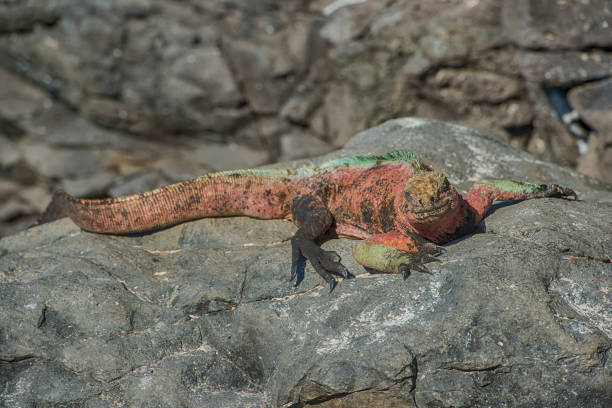 A Marine iguana (Amblyrhynchus cristatus) at Espanola Island, Galapagos. This special subspecies of Igunana (A. c. venustissimus) is endemic to Espanola island, while in general the whole group of Marine iguanas is endemic to Galapagos. Wildlife shot.