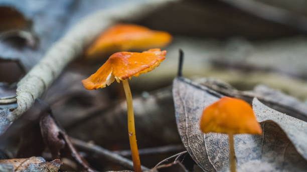 zdjęcia przyrody - orange mushroom asia brown zdjęcia i obrazy z banku zdjęć