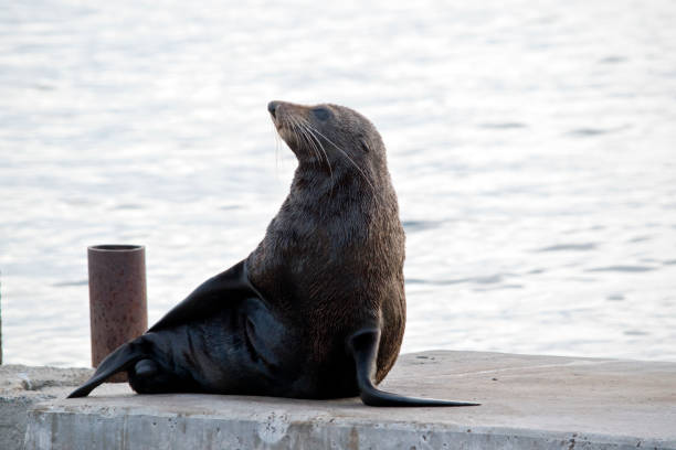 istock Australian fur Seal 926430570