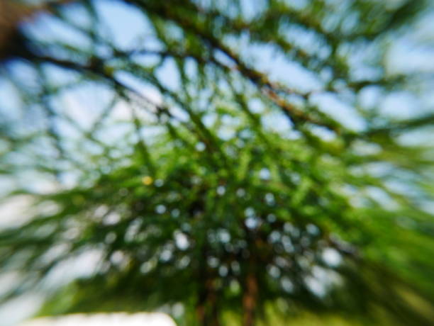 Green tree Cucumber and sunlight abstract blur background Gourd, Cucumber, Food, Fruit, Melon forest flower dapple gray sunlight stock pictures, royalty-free photos & images