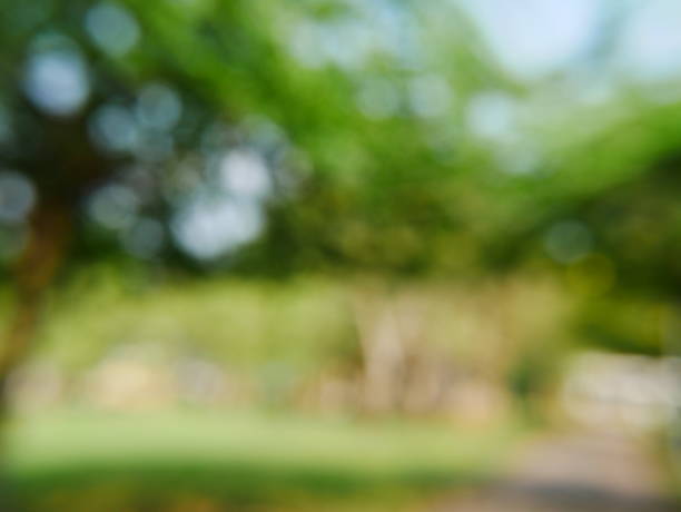 istock Green tree Cucumber and sunlight abstract blur background 926437138