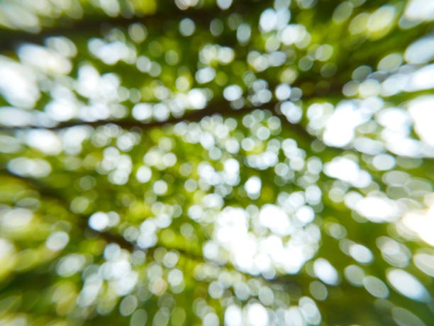 Green tree Cucumber and sunlight abstract blur background Gourd, Cucumber, Food, Fruit, Melon forest flower dapple gray sunlight stock pictures, royalty-free photos & images