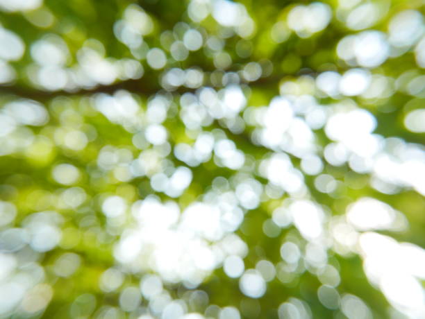 arbre vert concombre et résumé du soleil flou fond - treelined forest tree summer photos et images de collection