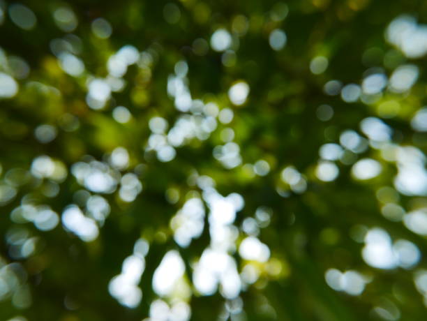 Green tree Cucumber and sunlight abstract blur background Gourd, Cucumber, Food, Fruit, Melon forest flower dapple gray sunlight stock pictures, royalty-free photos & images