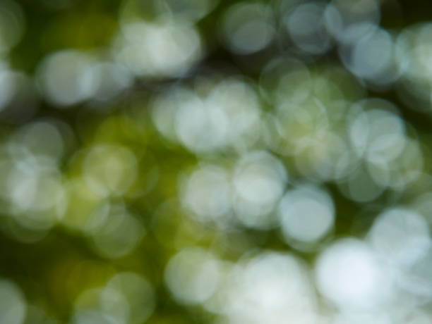 Green tree Cucumber and sunlight abstract blur background Gourd, Cucumber, Food, Fruit, Melon forest flower dapple gray sunlight stock pictures, royalty-free photos & images