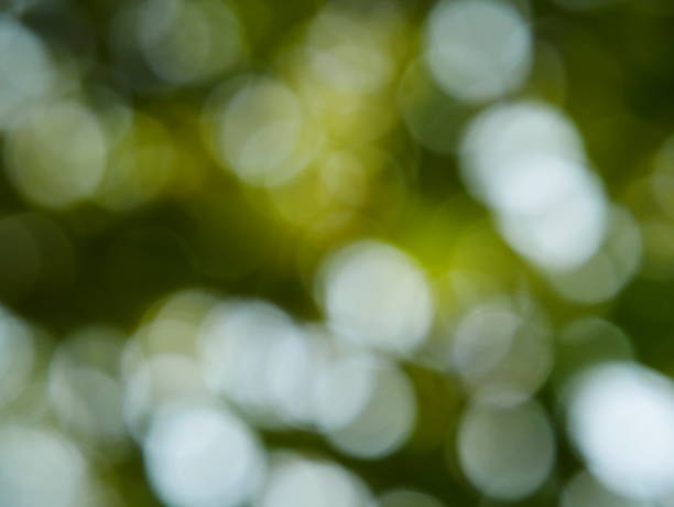 Green tree Cucumber and sunlight abstract blur background Gourd, Cucumber, Food, Fruit, Melon forest flower dapple gray sunlight stock pictures, royalty-free photos & images