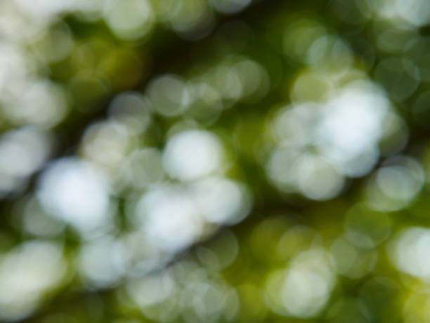 Green tree Cucumber and sunlight abstract blur background Gourd, Cucumber, Food, Fruit, Melon forest flower dapple gray sunlight stock pictures, royalty-free photos & images