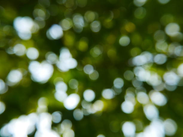 Green leaves budding in spring Tree, Forest, Treelined, Formal Garden, Plant forest flower dapple gray sunlight stock pictures, royalty-free photos & images