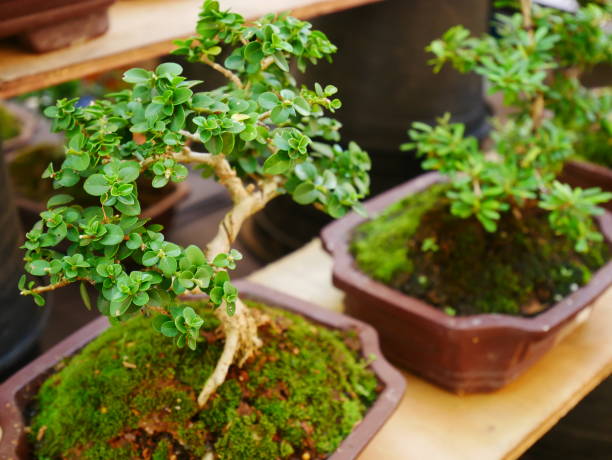 istock Small green bonsai tree in a brown plant pot 926441124